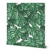 monstera cheese plant painted tropical palms botanical tropical palm springs trendy plants cactus succulents plants - EXTRA LARGE PRINT