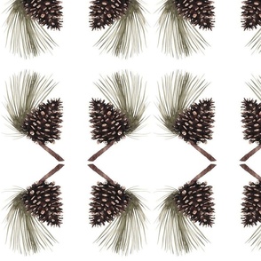 Pine_Cone