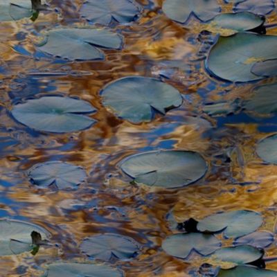 Lily pads reflecting golden leaves