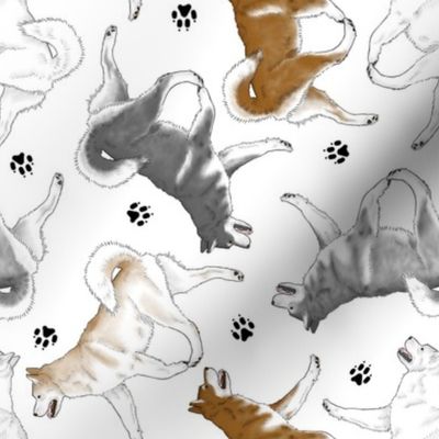 Trotting Alaskan Malamutes and paw prints - white