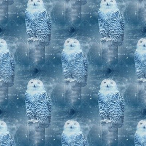 snowy owl in winter - potter's world