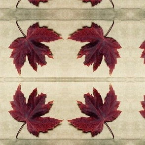 Autumn Maple Leaf on Parchment
