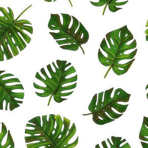 monstera leaves