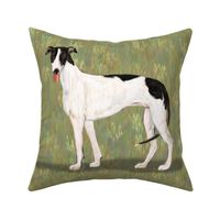 Black and White Greyhound for Pillow