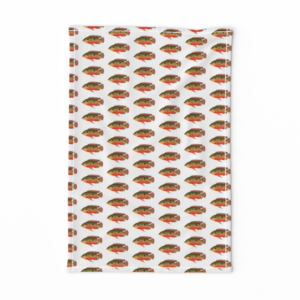 African Jewelfish on white