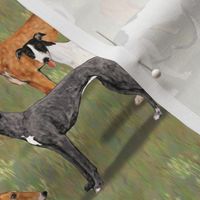 Three Greyhounds Blue Red Fawn and Black and White