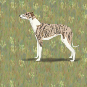 Brindle and White Whippet for Pillow