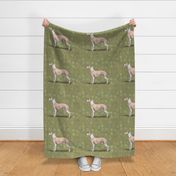 Fawn and White Whippet for Pillow