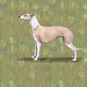 Fawn and White Whippet for Pillow