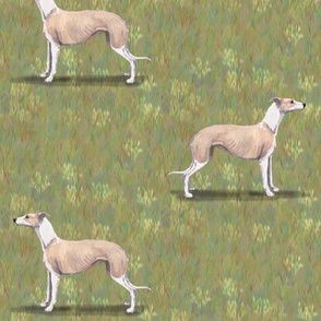 Fawn and White Whippet