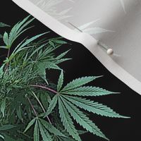 Camomoto Cannabis