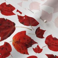 red_maple_november_4