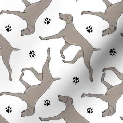 Trotting Weimaraner and paw prints - white