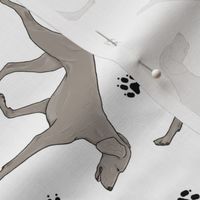 Trotting Weimaraner and paw prints - white