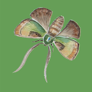Jenoiserie_Small_green_and_brown_moth