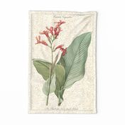 Canna Gigantea on Sand Tea Towel