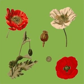 Greenery Poppies