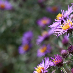 asters