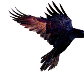 flying_raven_pastels