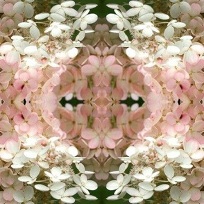 Hydrangea Blossoms-4932