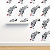 African Grey Parrot