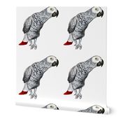 African Grey Parrot