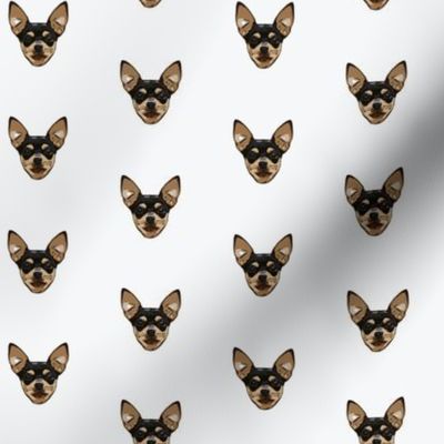 Chihuahua Heads