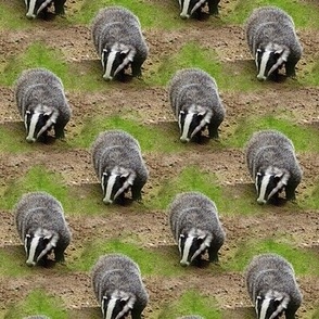 badger