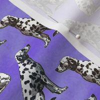 Small Sitting Dalmatians - purple