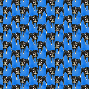 Posing Entlebucher mountain dog - small blue