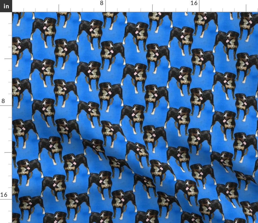 Posing Entlebucher mountain dog - small blue