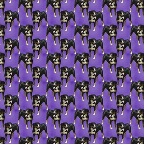 Posing Entlebucher mountain dog - small purple