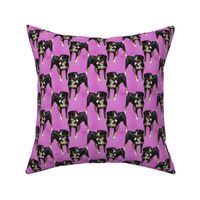 Posing Entlebucher mountain dog - small pink