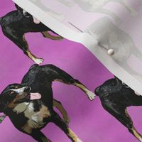 Posing Entlebucher mountain dog - small pink