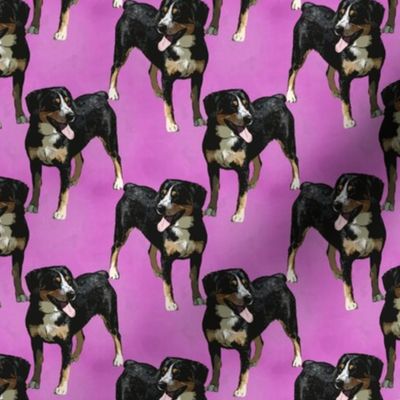 Posing Entlebucher mountain dog - small pink