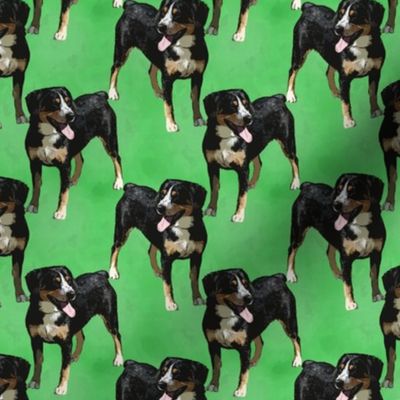 Posing Entlebucher mountain dog - small green