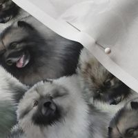 Small Keeshond faces