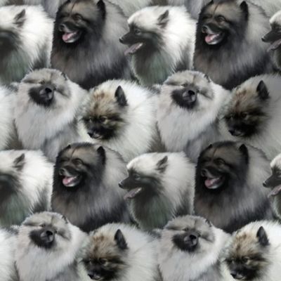 Small Keeshond faces