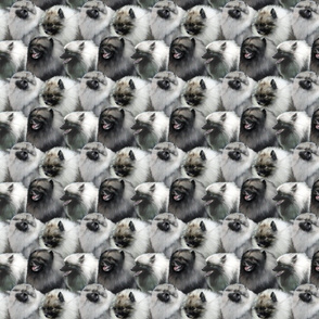 Small Keeshond faces