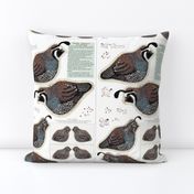 Quail Family cut and sew fat quarter size