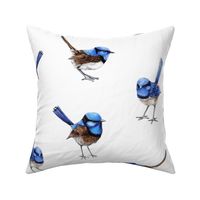 Large Blue Wrens Scattered on White