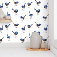 Large Blue Wrens Scattered on White