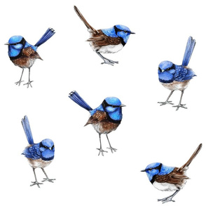 Large Blue Wrens Scattered on White