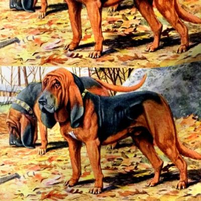 dogs bloodhounds hounds forests trees autumn leaves vintage retro animals