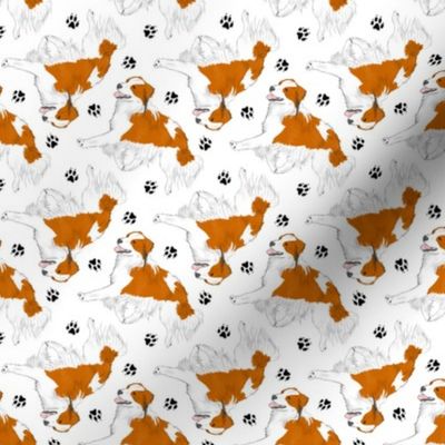 Tiny Trotting Kooikerhondje and paw prints - white