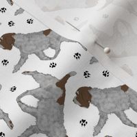 Tiny Trotting Wirehaired pointing Griffon and paw prints - white