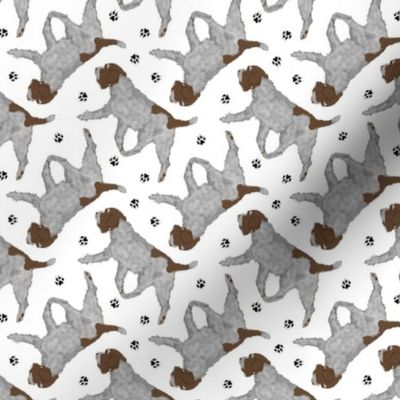 Tiny Trotting Wirehaired pointing Griffon and paw prints - white
