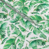 Floral Tropical Leaves / White Background