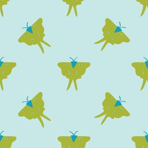 Luna Moth on light bluegreen