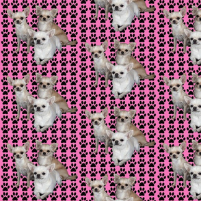 chihuahuas_on_pink